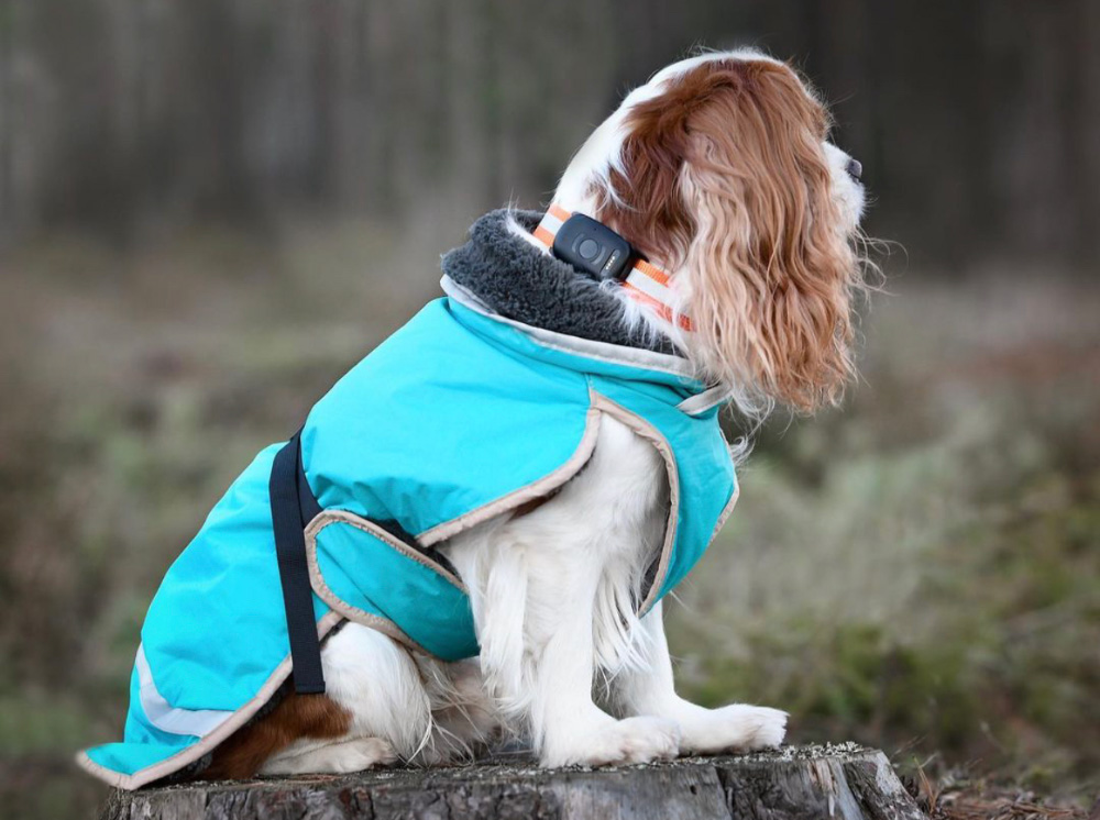 When can you let a dog out in the forest? Complete guide!