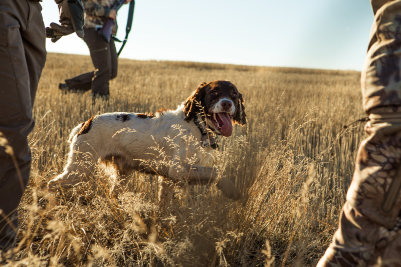 Which dog breed is best suited for a hunting dog? Complete guide!