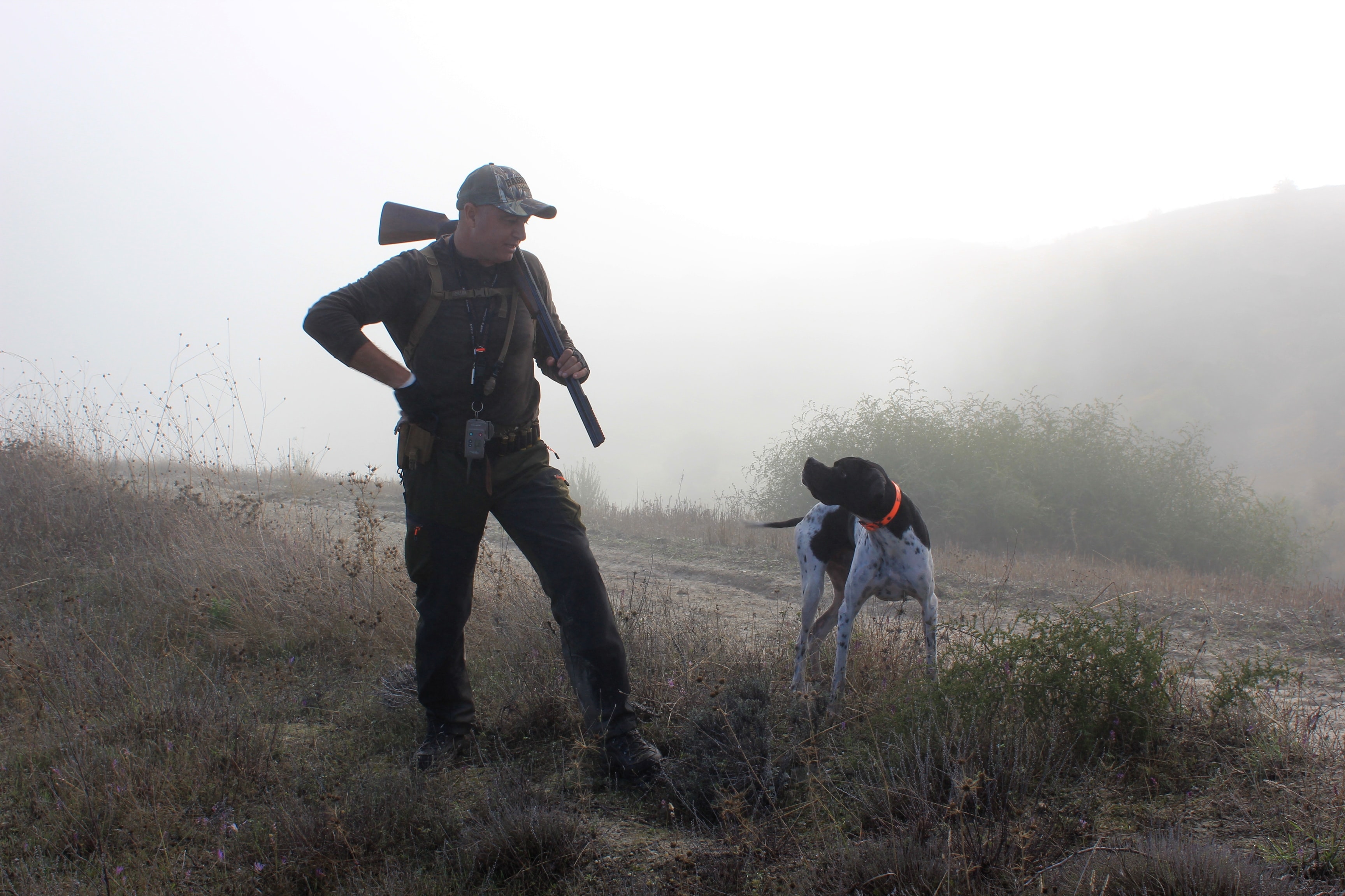 Times for hunting and training hunting dogs in 2024